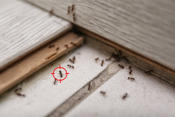 Best Termite Control Services  in Brookdale, NJ